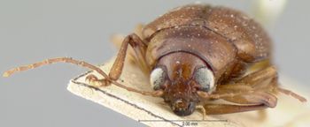 Media type: image; Entomology 9821   Aspect: head frontal view